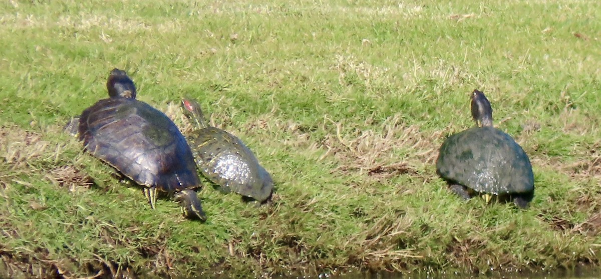 Animals - ML646758592