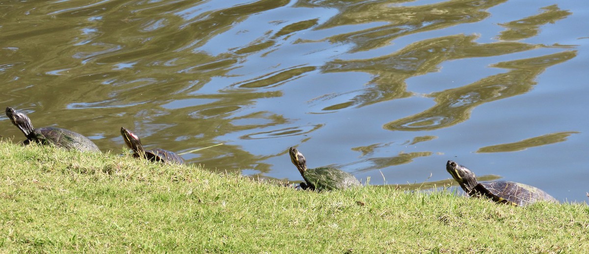 Animals - ML646758593