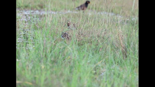 針尾鷸 - ML646758594