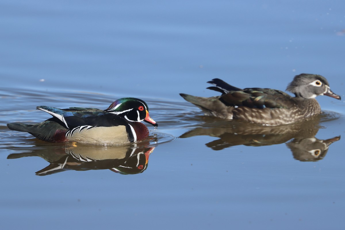 Wood Duck - ML646758600