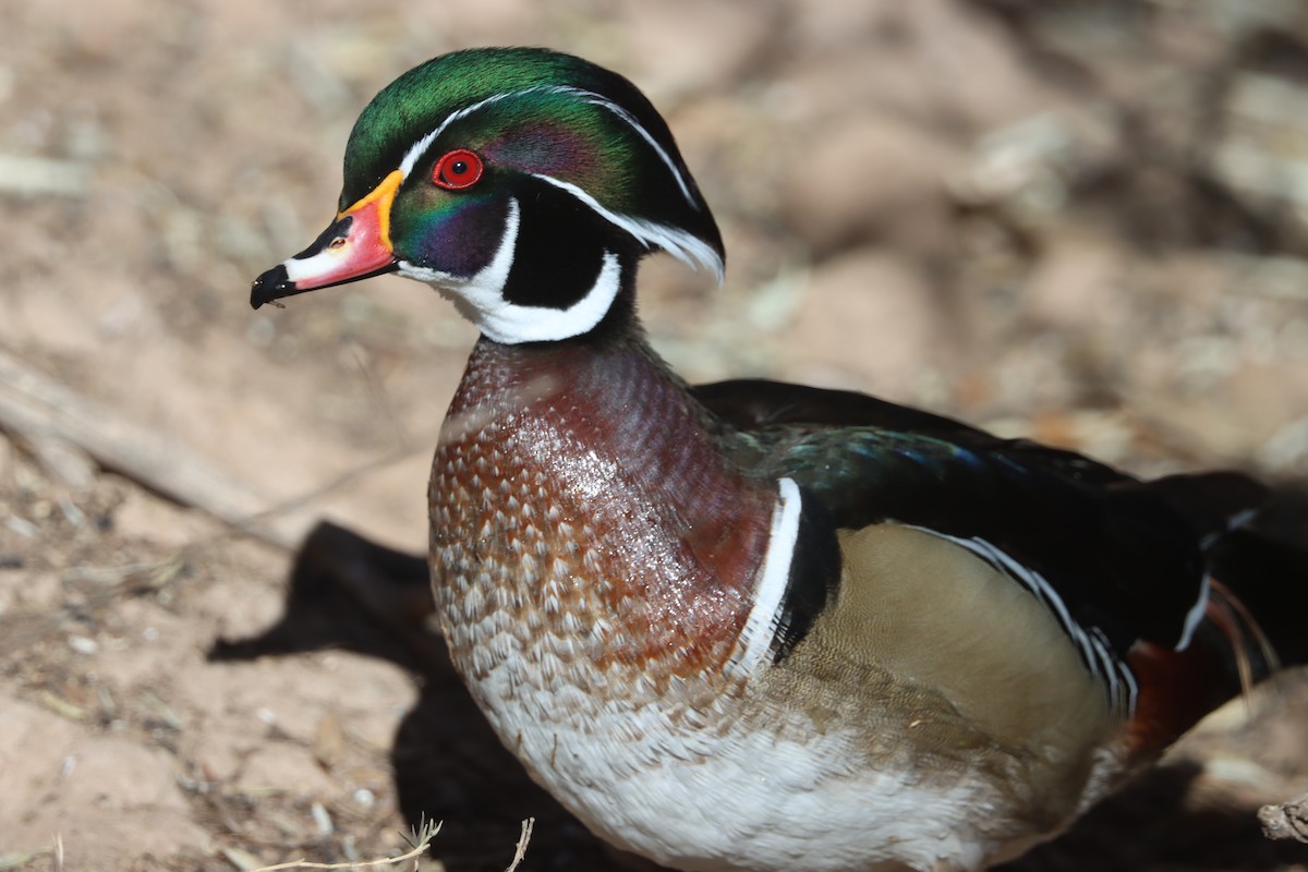 Wood Duck - ML646758601