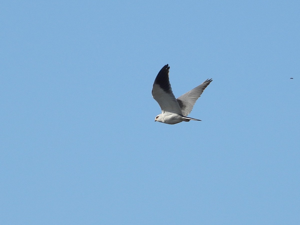 Black-winged Kite - ML646758602