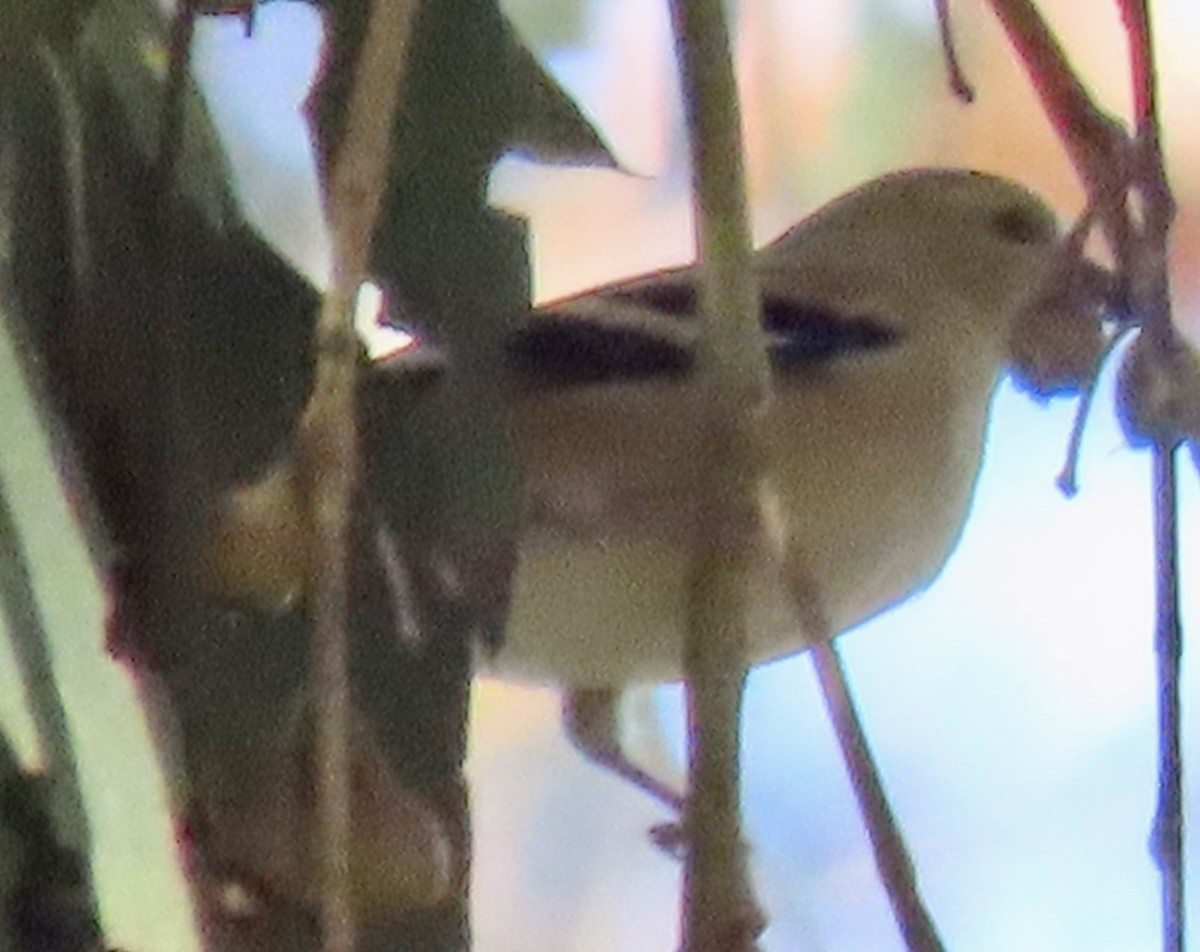 American Goldfinch - ML646758603