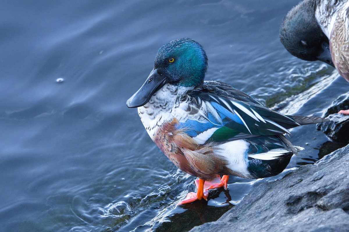 Northern Shoveler - ML646758604