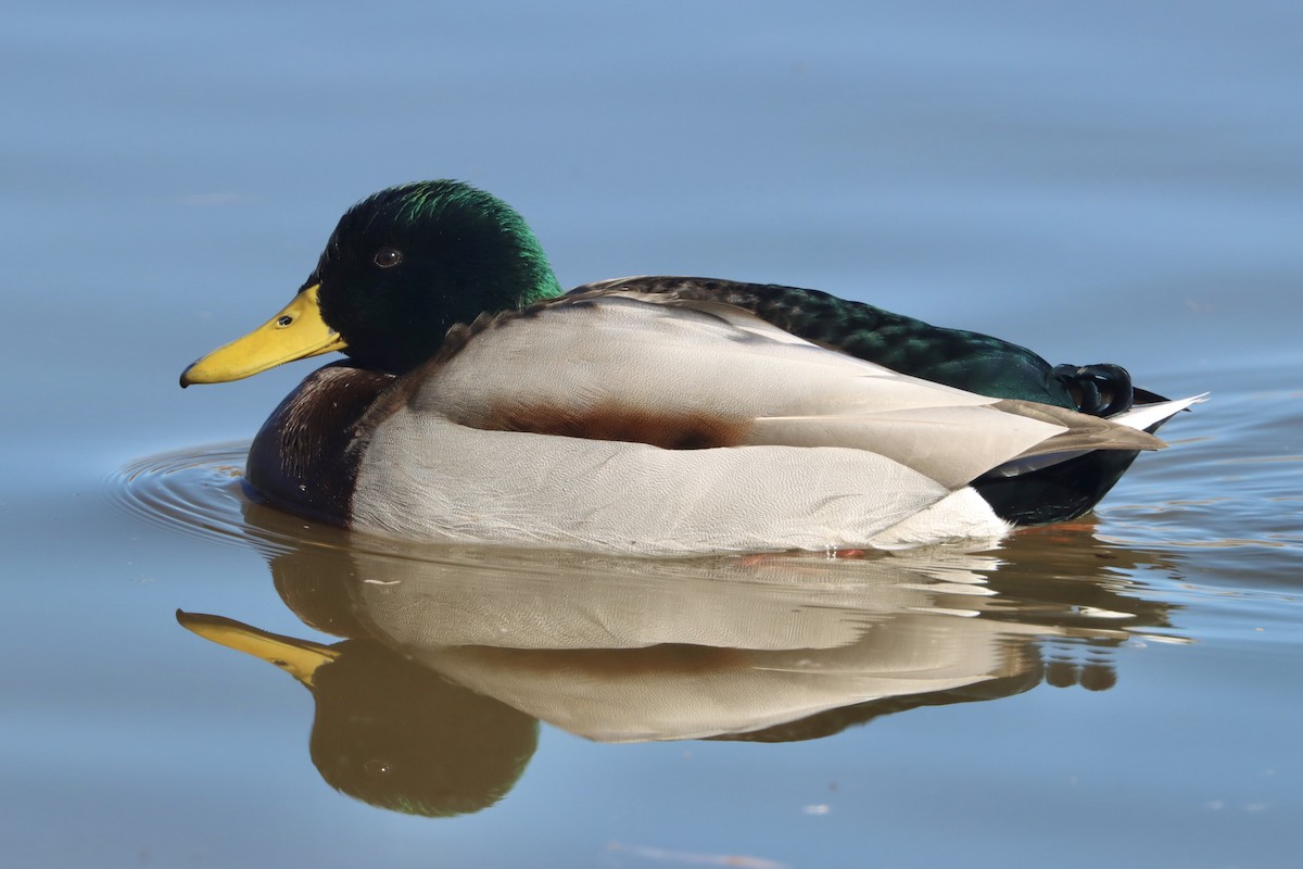 Mallard - ML646758605