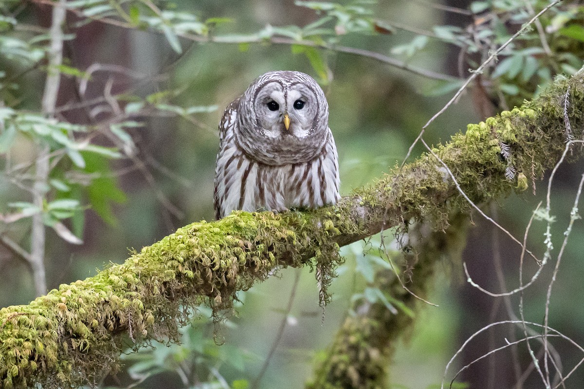 puštík proužkovaný - ML646758607