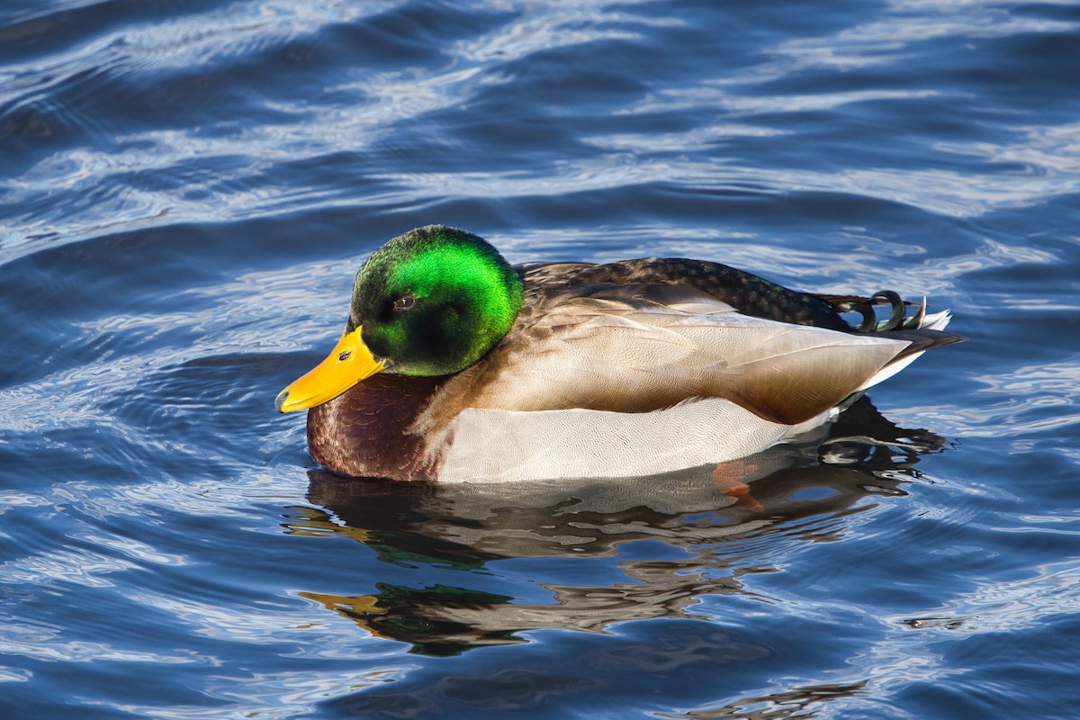 Mallard - ML646758608