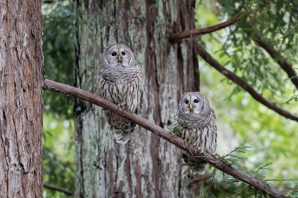 puštík proužkovaný - ML646758609