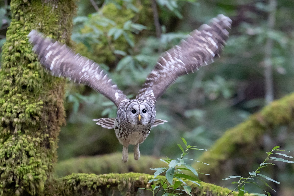 puštík proužkovaný - ML646758610