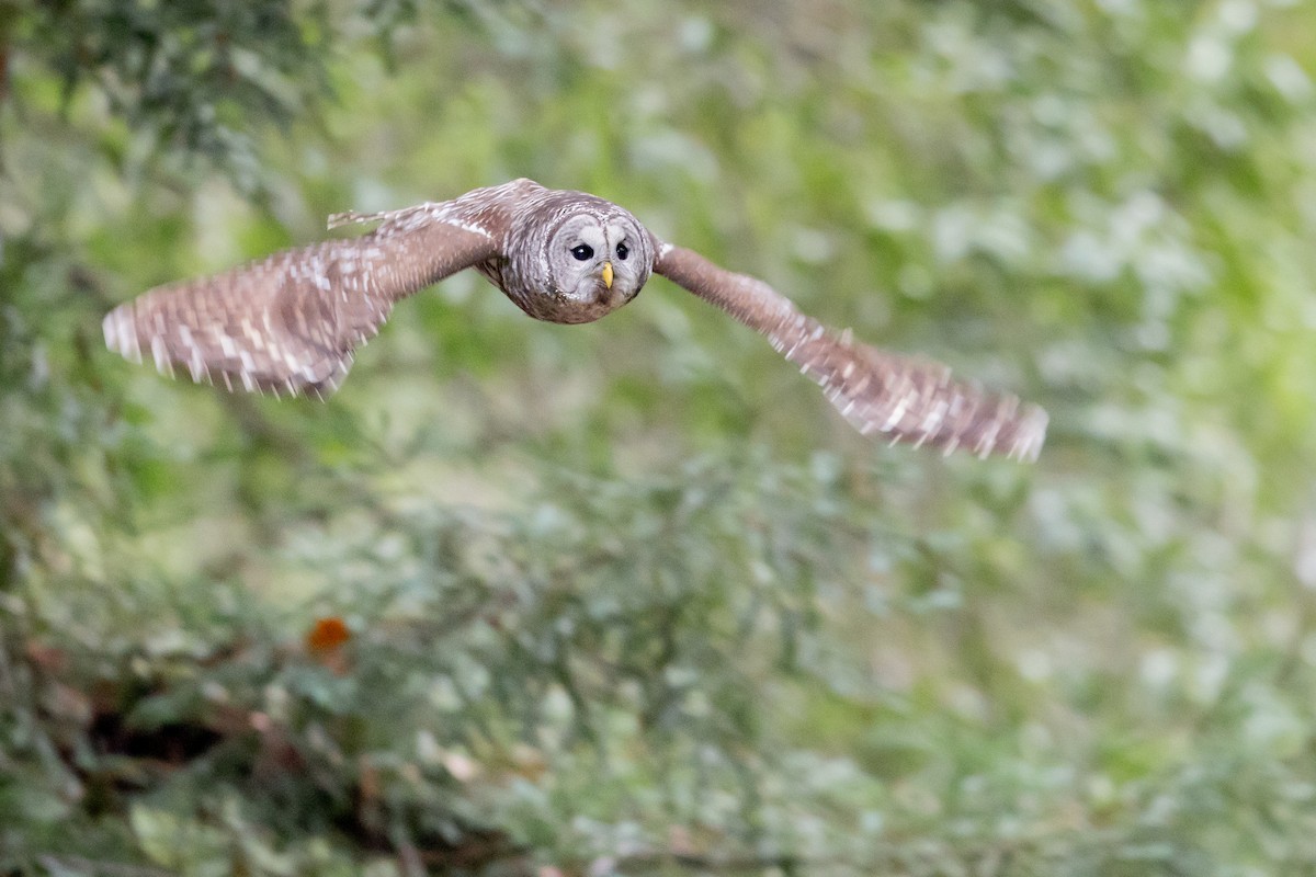 puštík proužkovaný - ML646758611