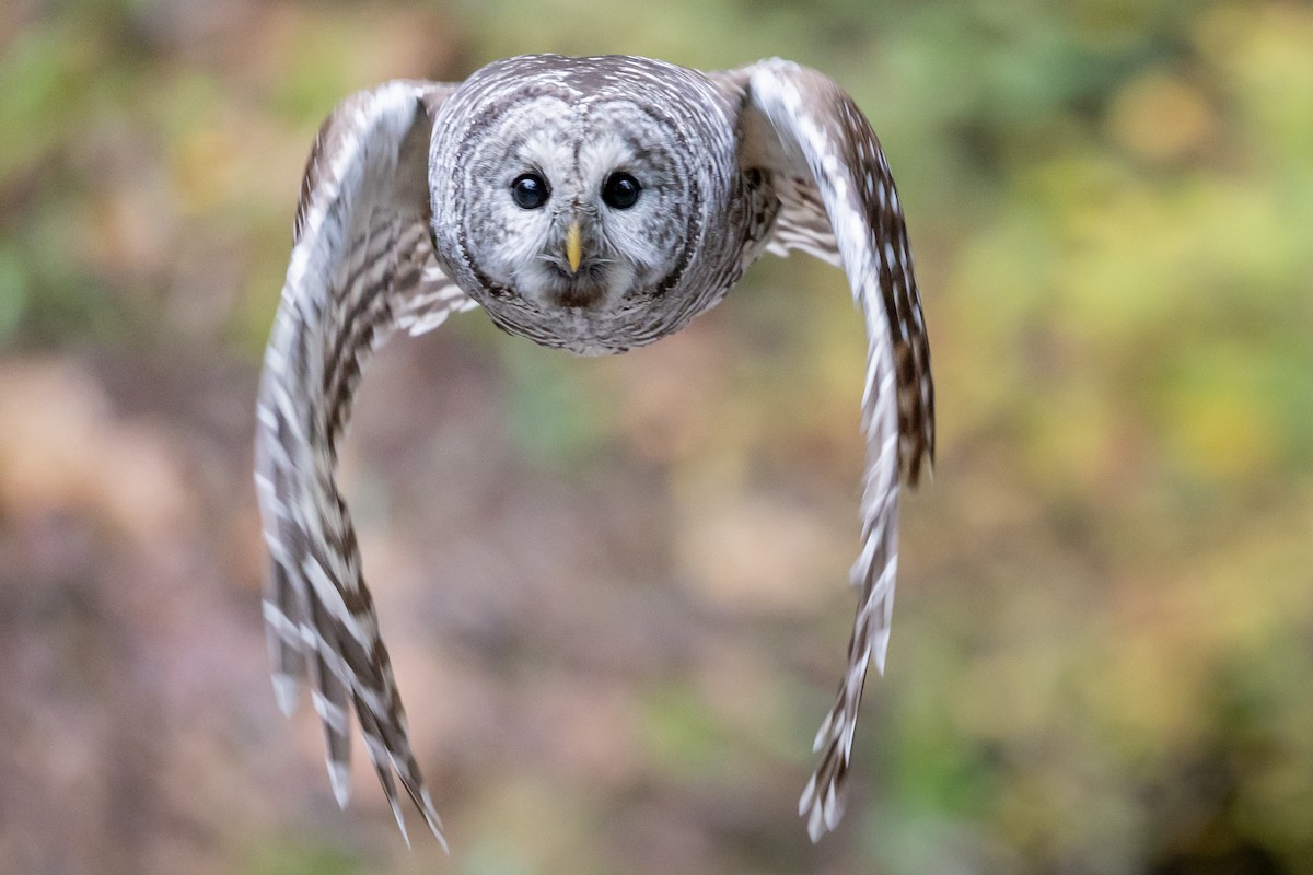 puštík proužkovaný - ML646758612