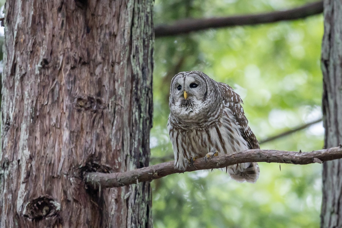 puštík proužkovaný - ML646758613