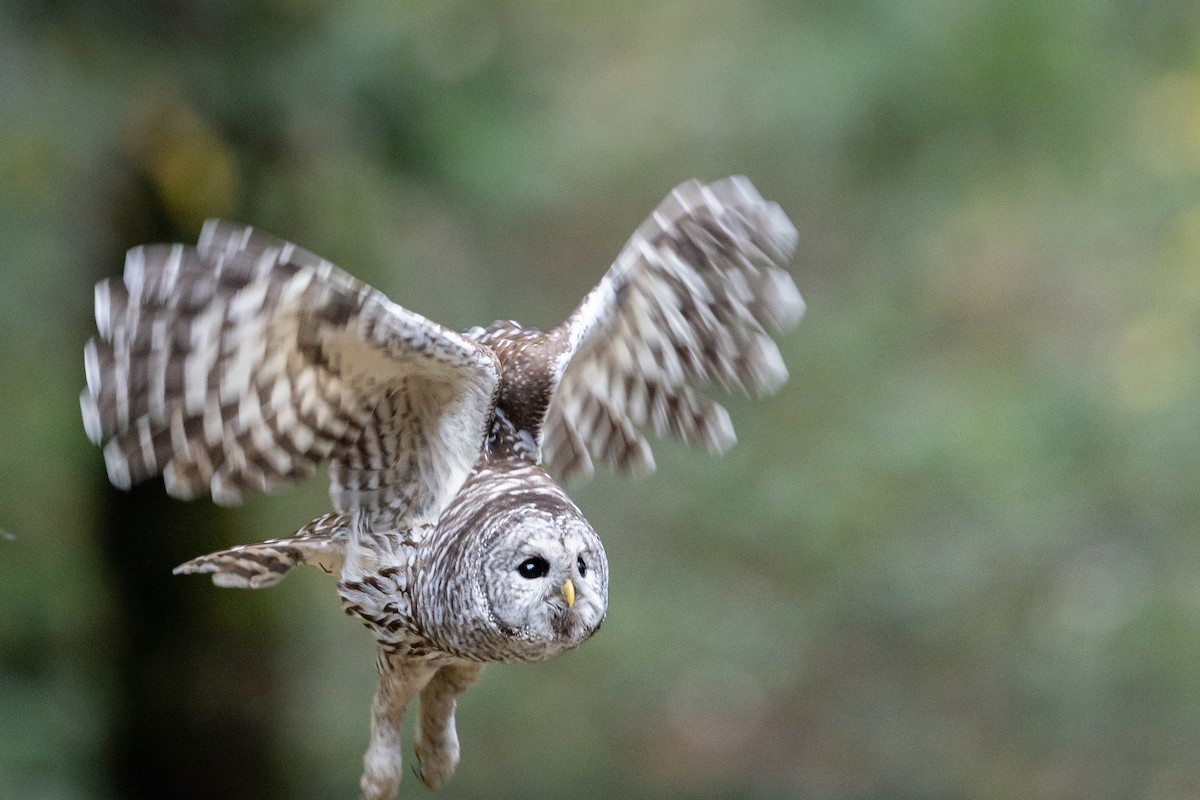 puštík proužkovaný - ML646758614