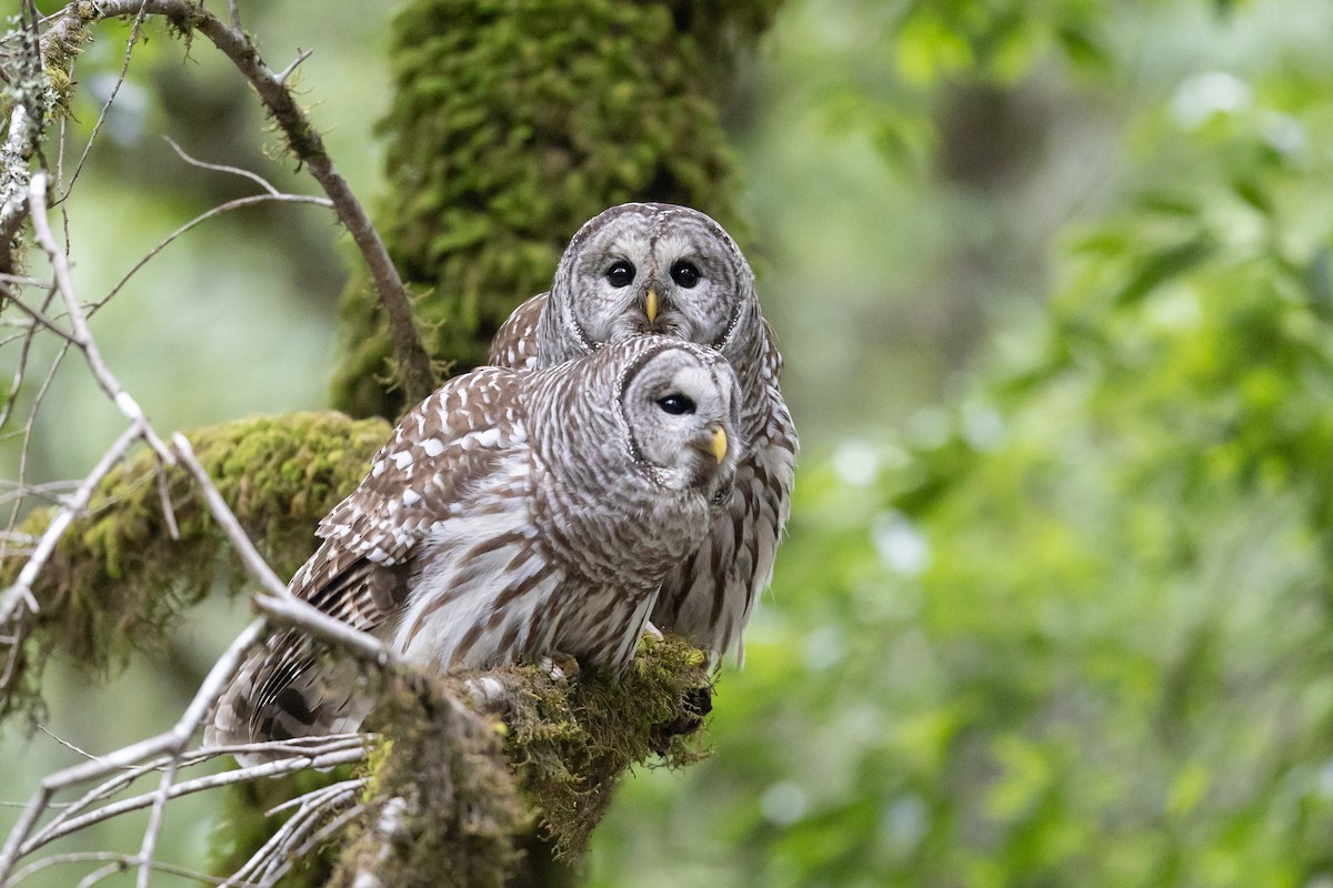 puštík proužkovaný - ML646758615