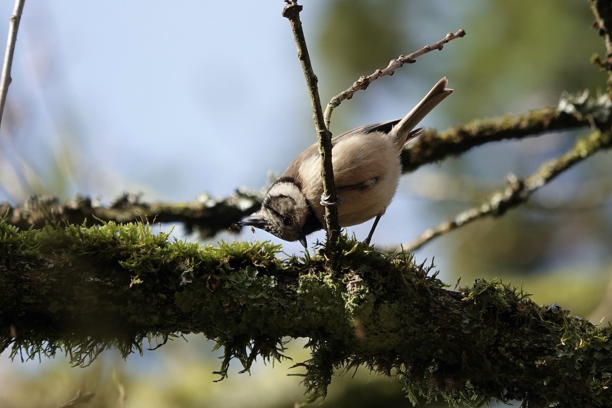 Crested Tit - ML646758616