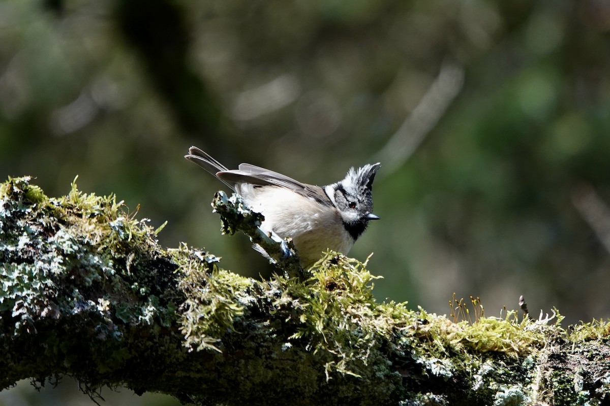 Crested Tit - ML646758617