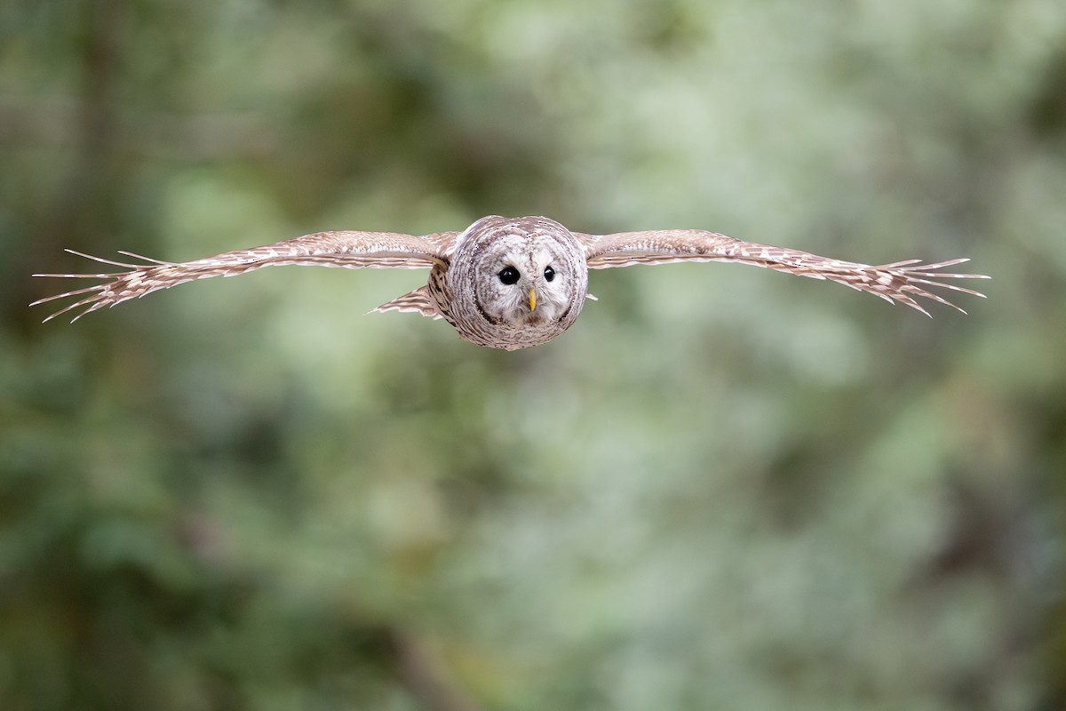 puštík proužkovaný - ML646758618