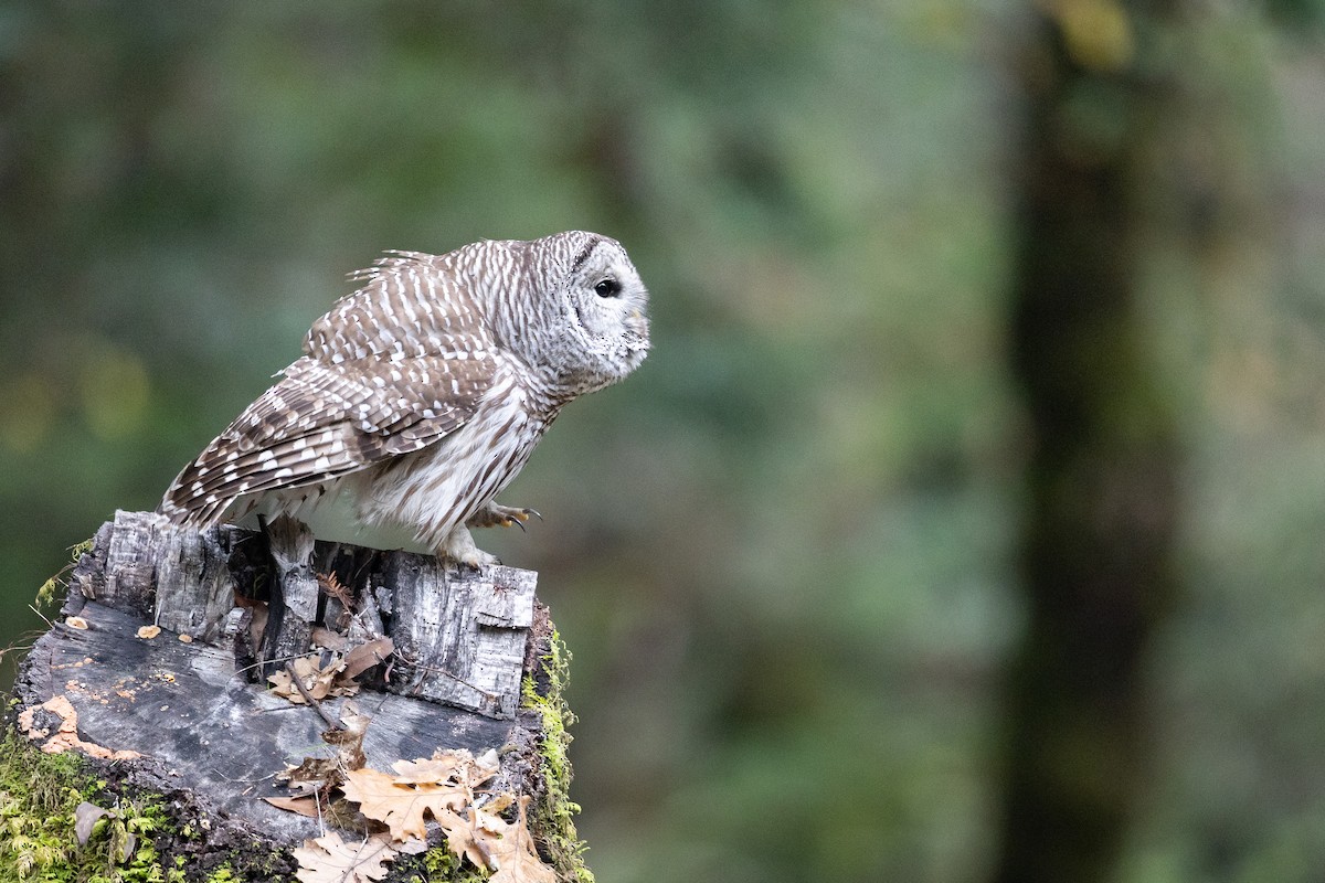 puštík proužkovaný - ML646758619