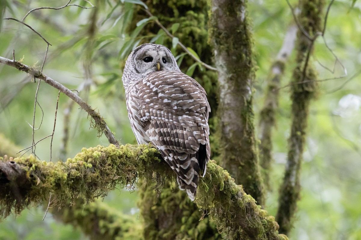 puštík proužkovaný - ML646758620