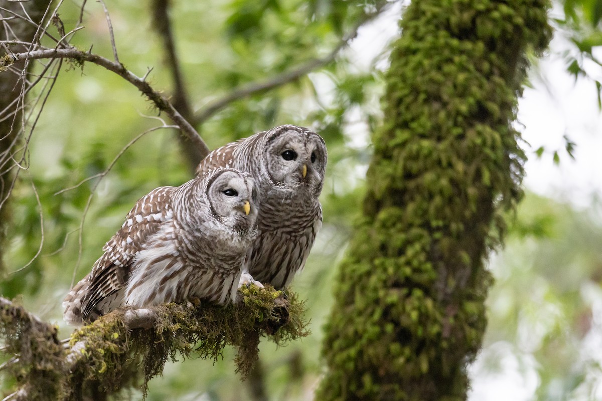 puštík proužkovaný - ML646758621