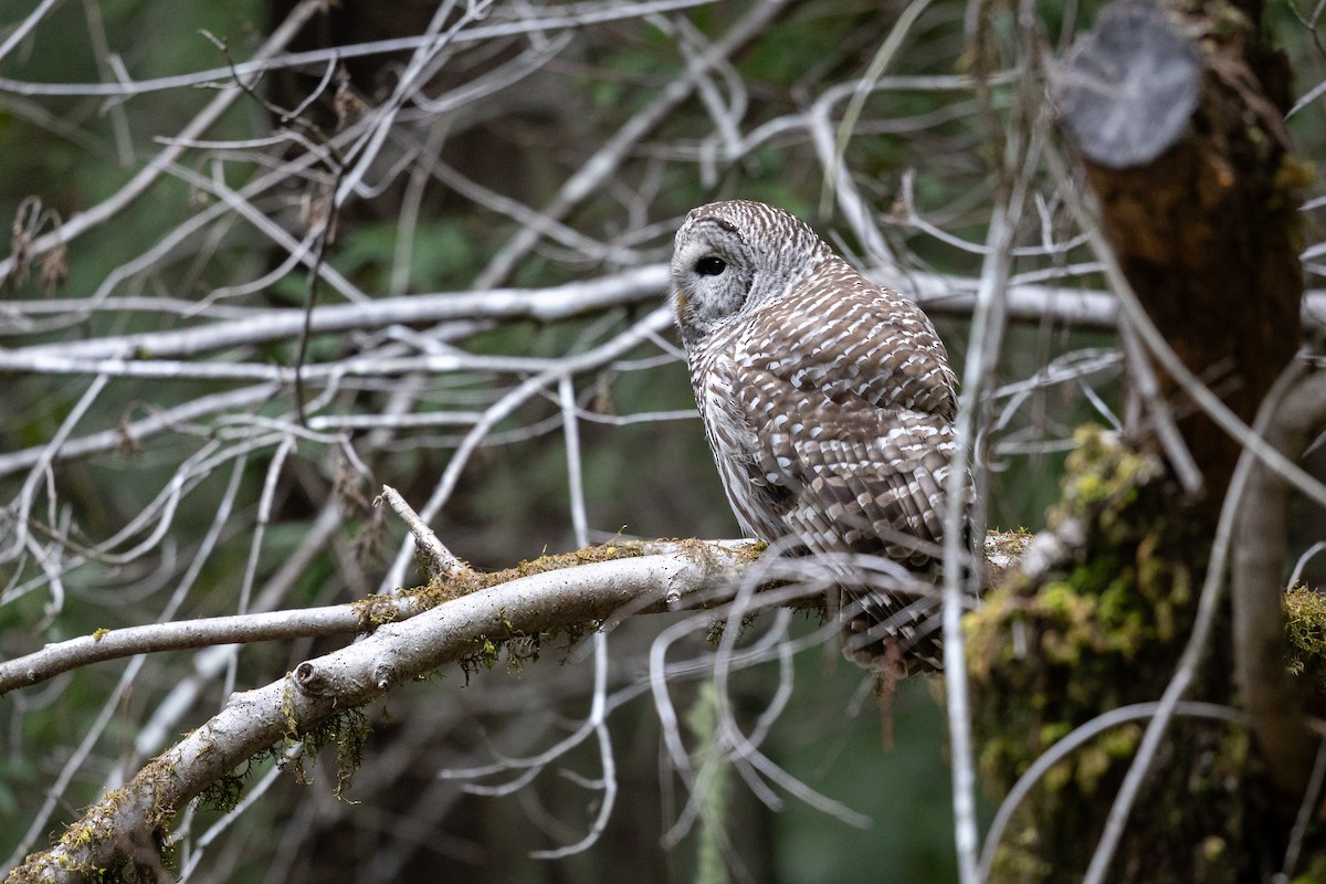 puštík proužkovaný - ML646758622