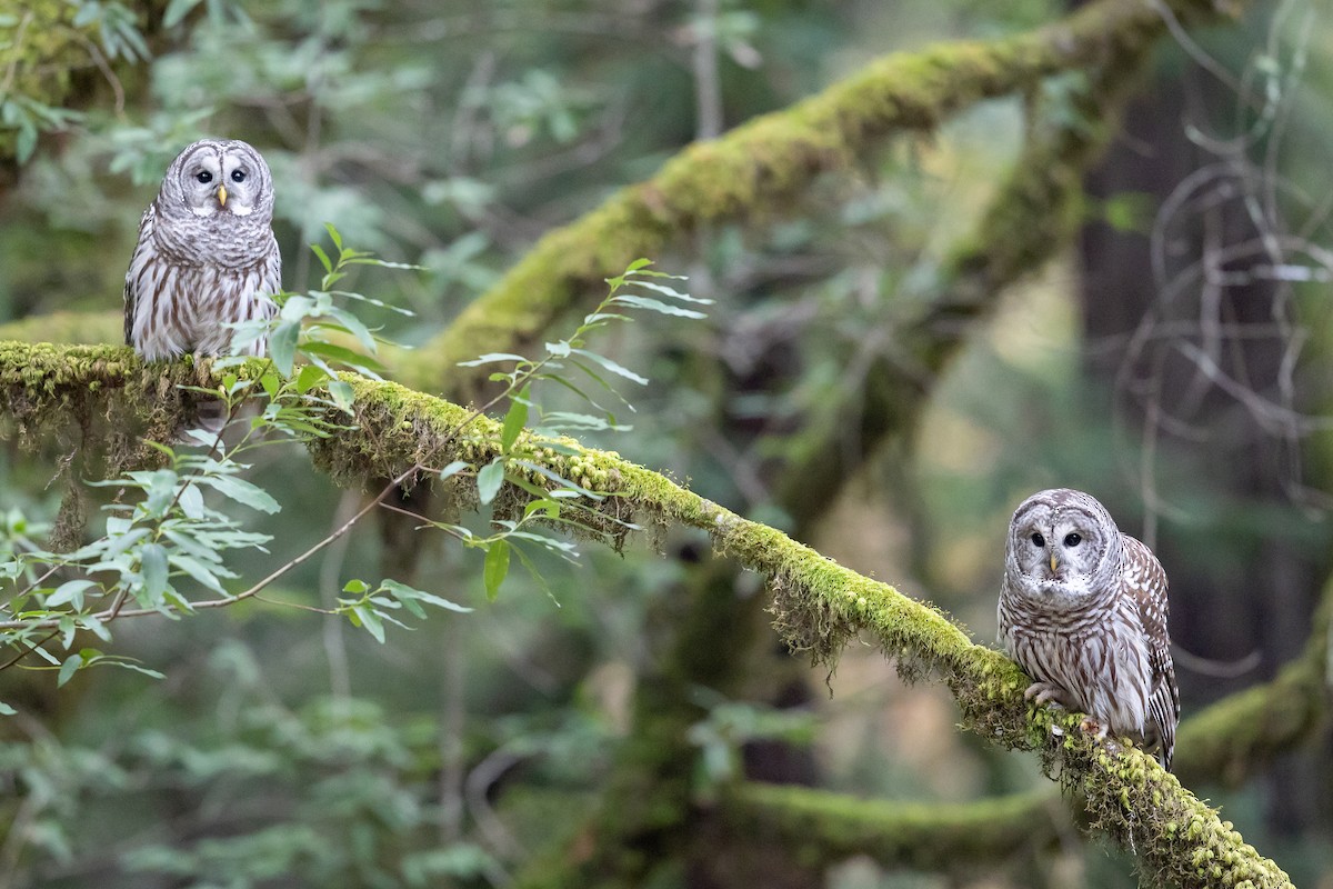 puštík proužkovaný - ML646758623