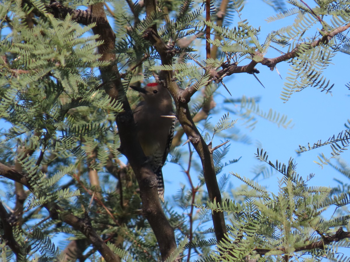 Gila Woodpecker - ML646758624