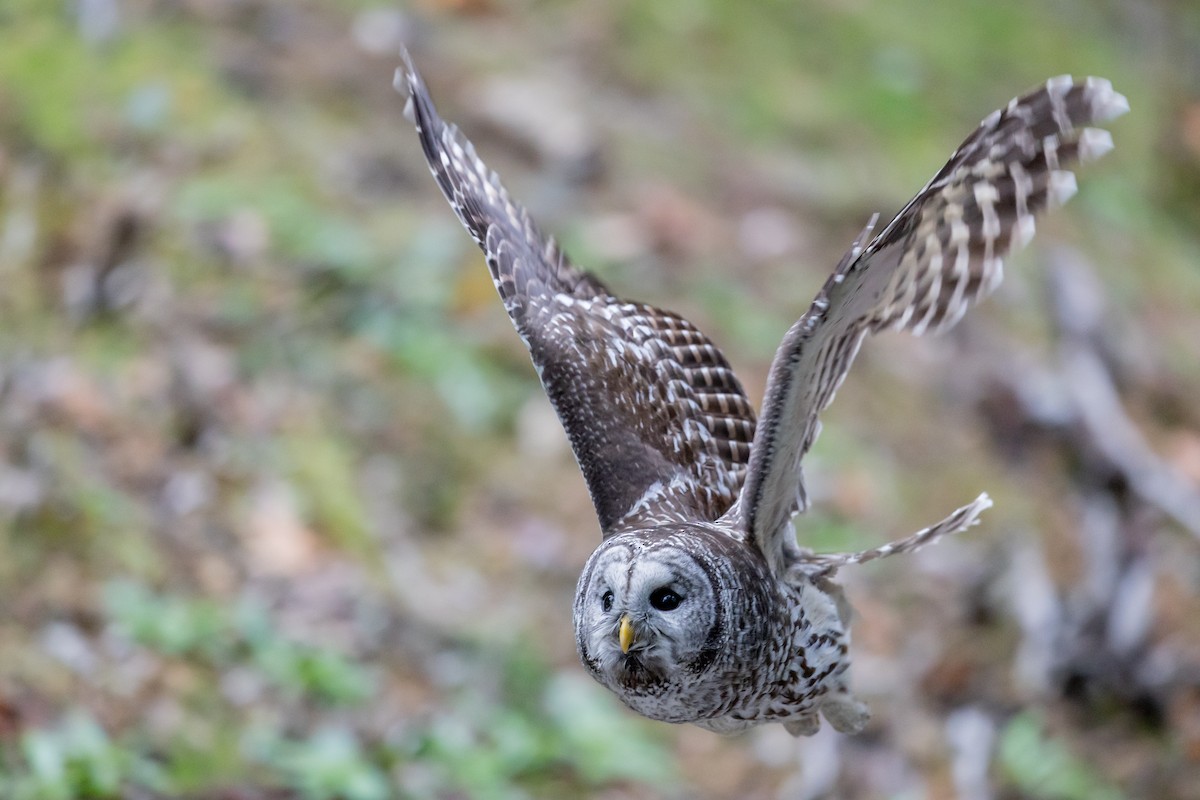 puštík proužkovaný - ML646758625