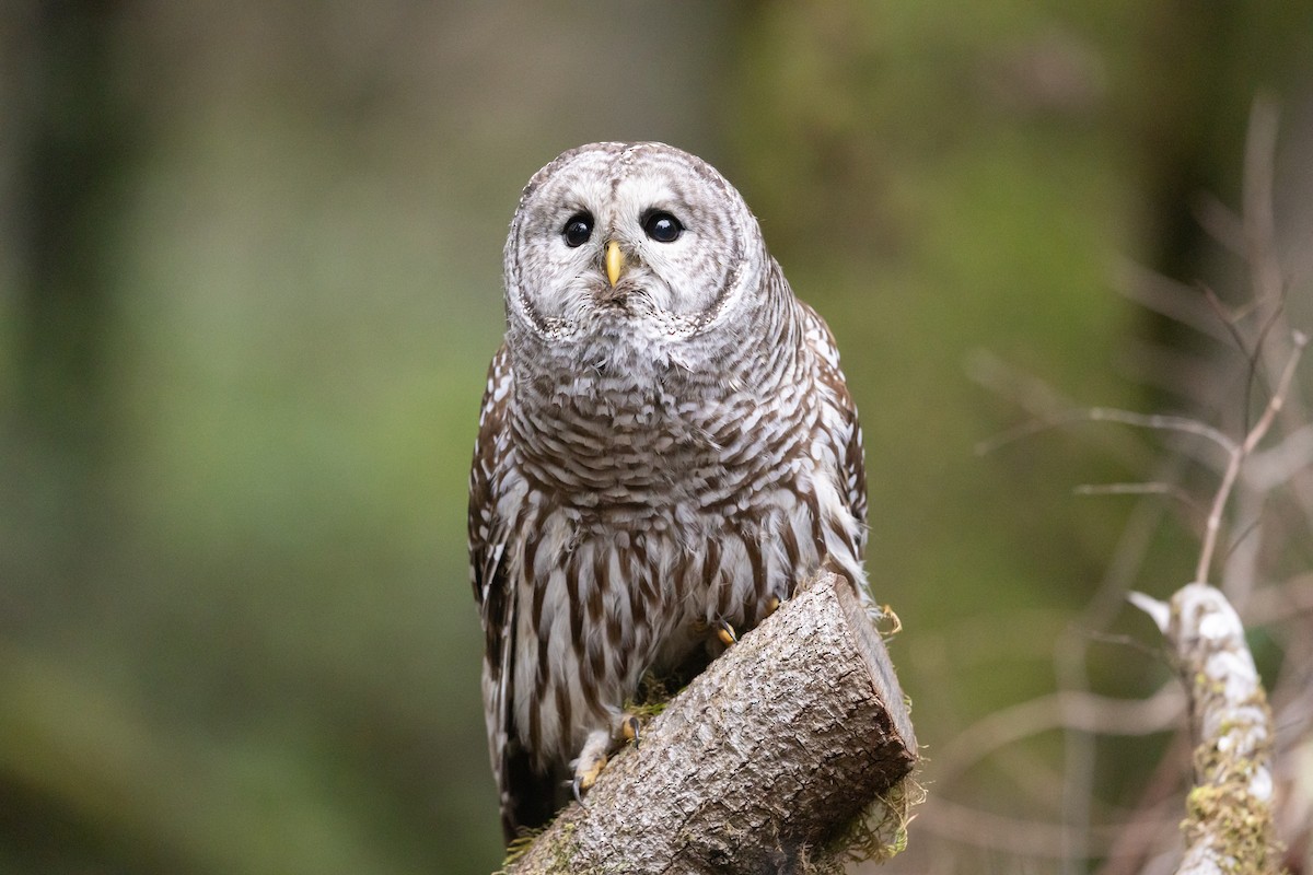 puštík proužkovaný - ML646758626