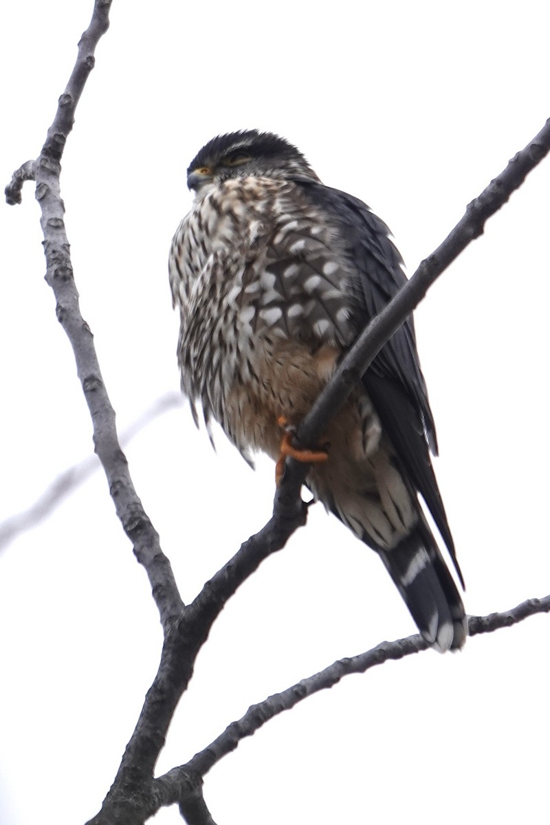 בז גמדי - ML646758631