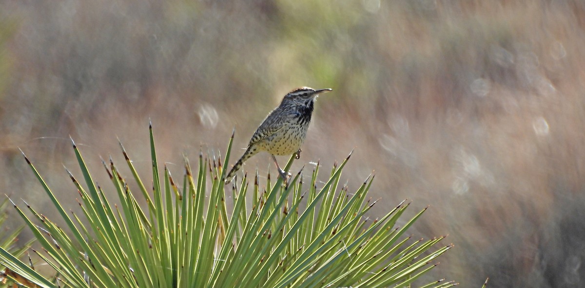 Cactus Wren - ML646758632