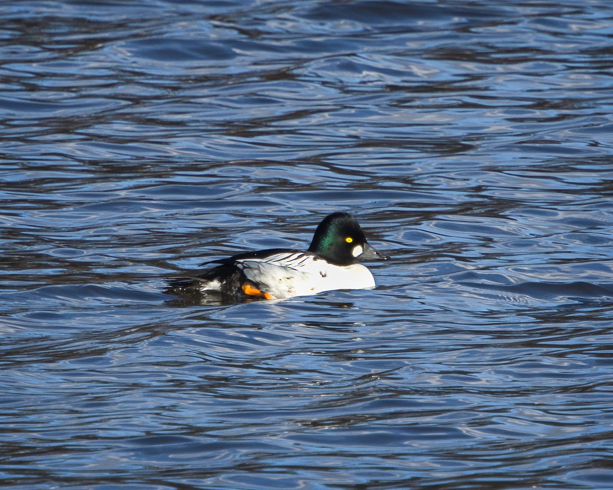 Common Goldeneye - ML646758633