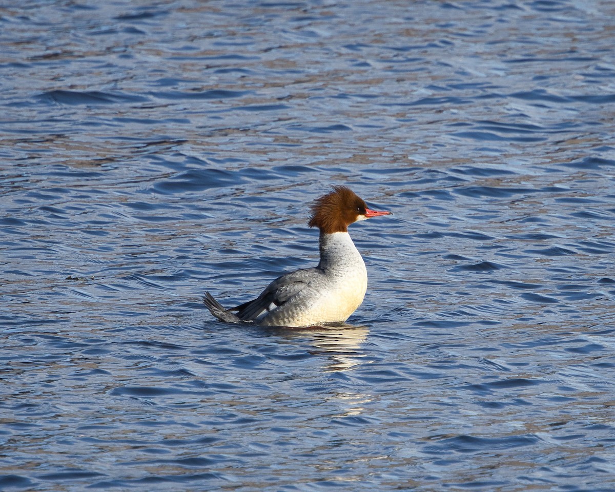 Common Merganser - ML646758651