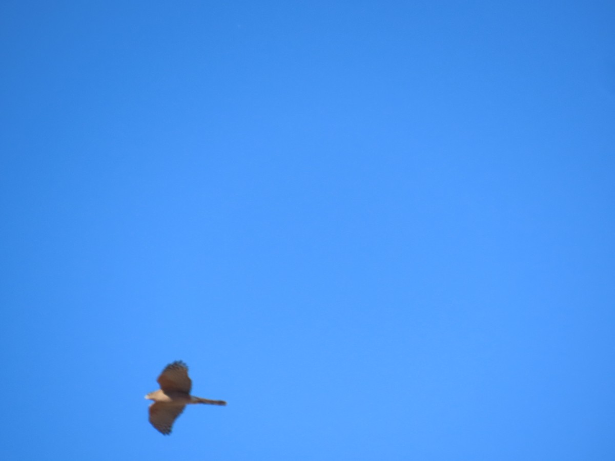 Northern Harrier - ML646758652