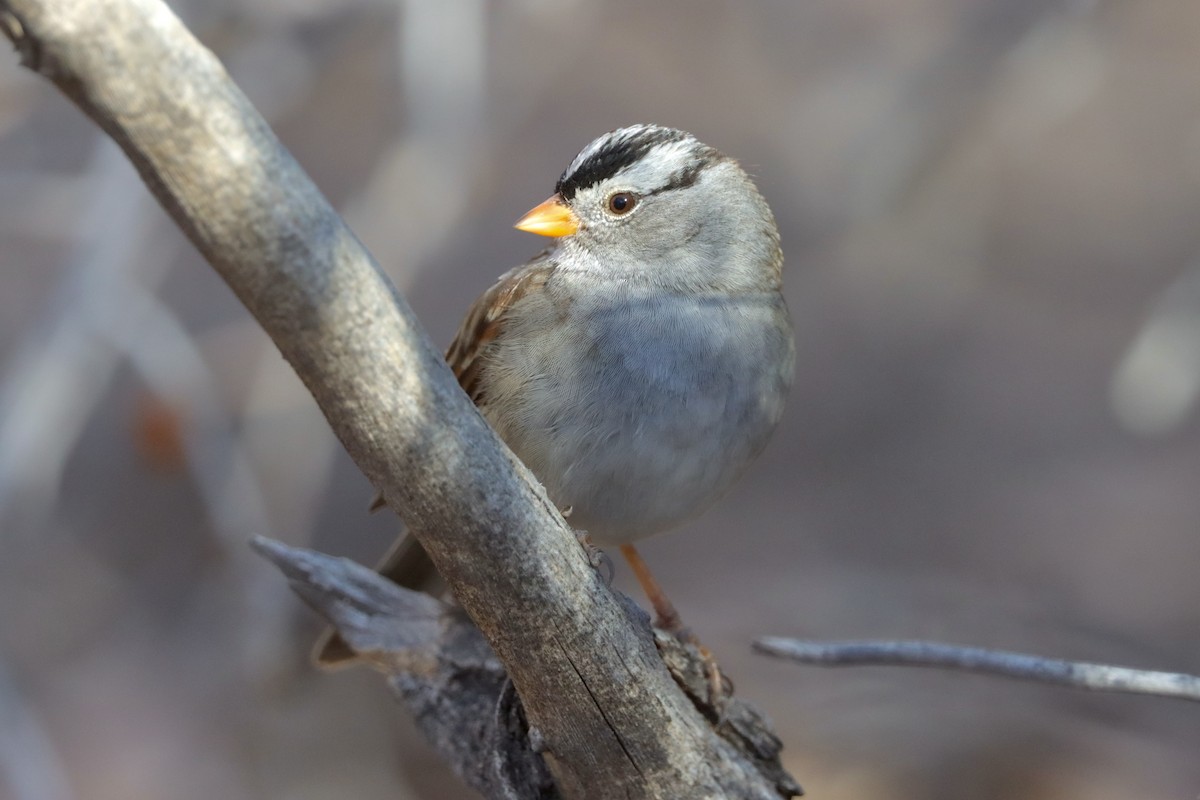 White-crowned Sparrow - ML646758655