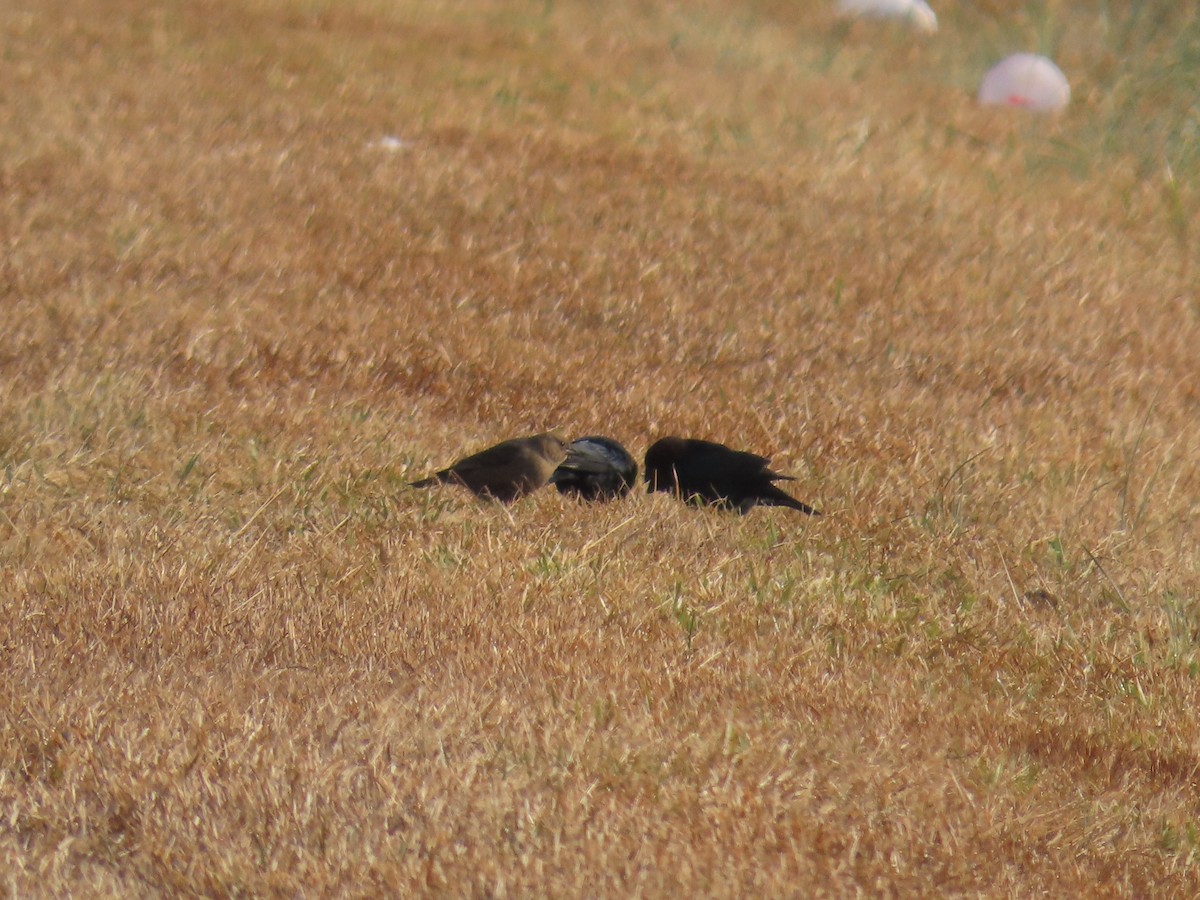 brunhodetrupial - ML646758657