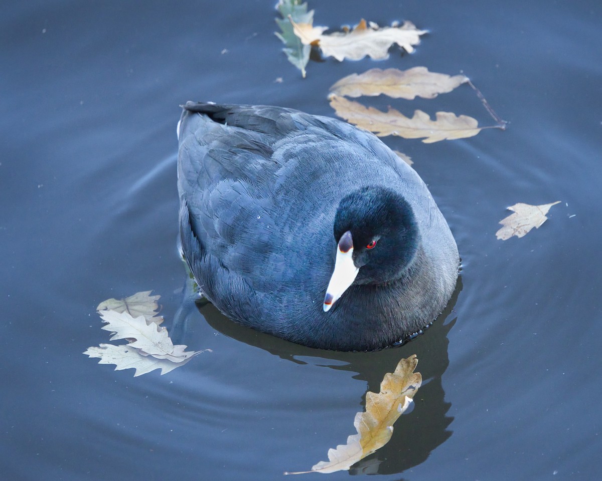 American Coot - ML646758658