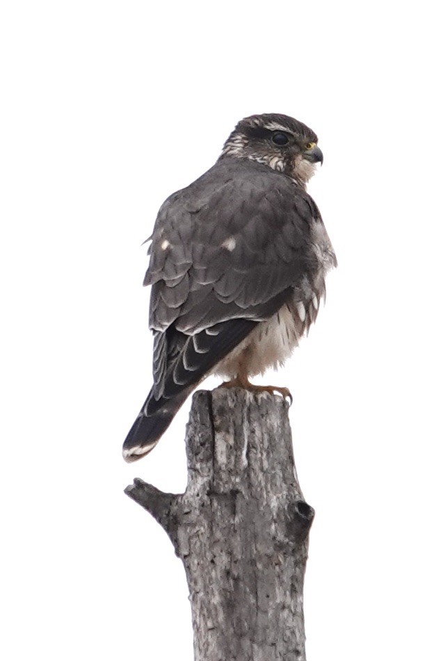 בז גמדי - ML646758667