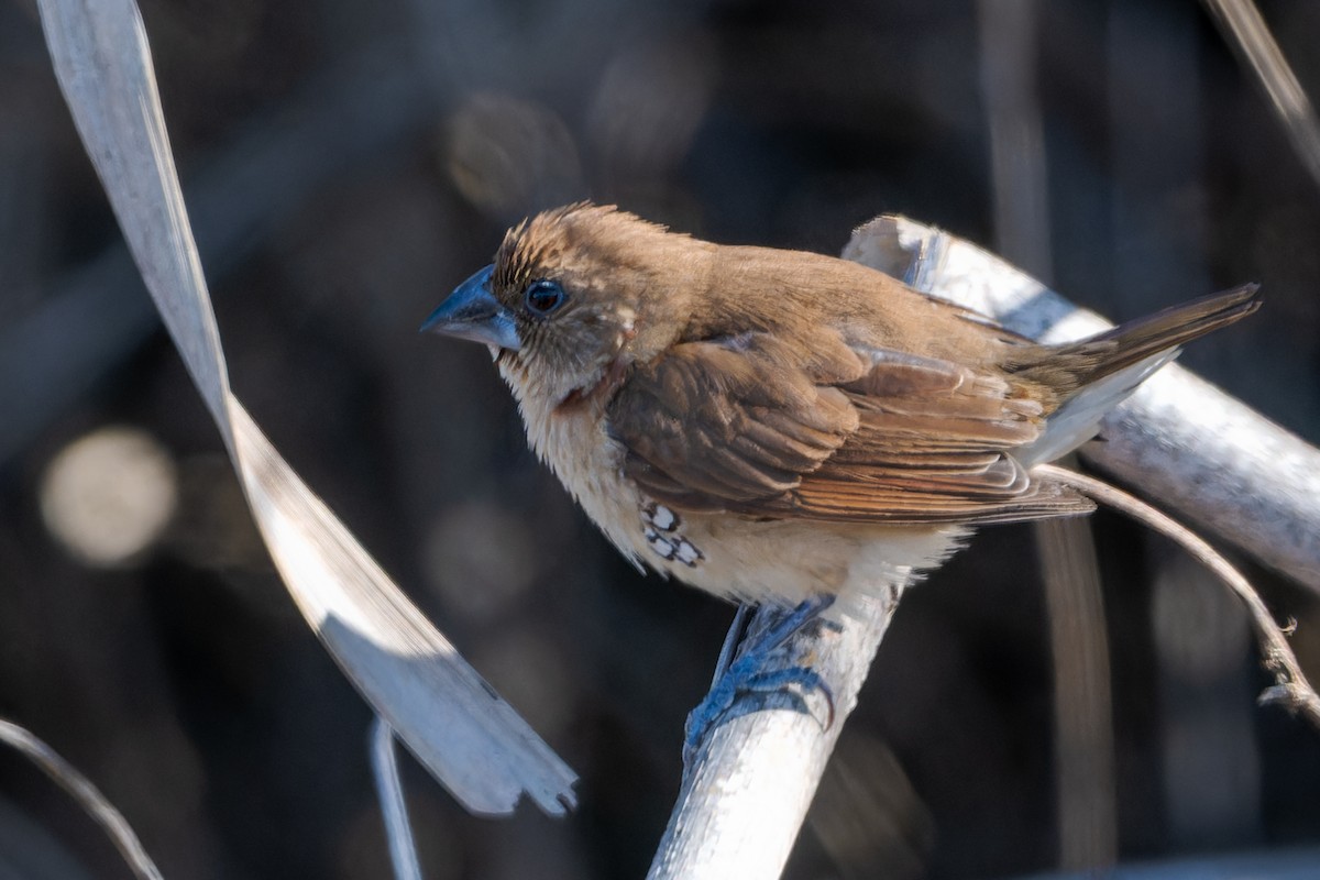 Scaly-breasted Munia - ML646758671