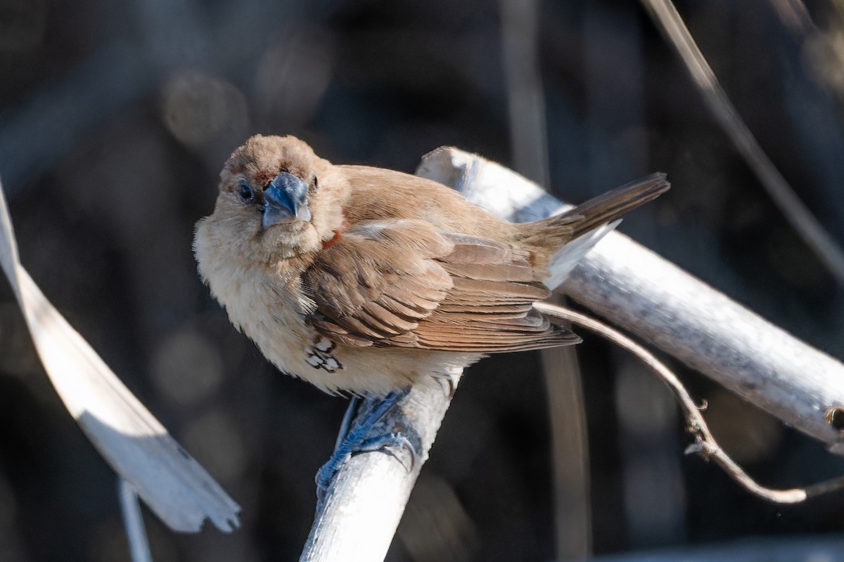 Scaly-breasted Munia - ML646758672