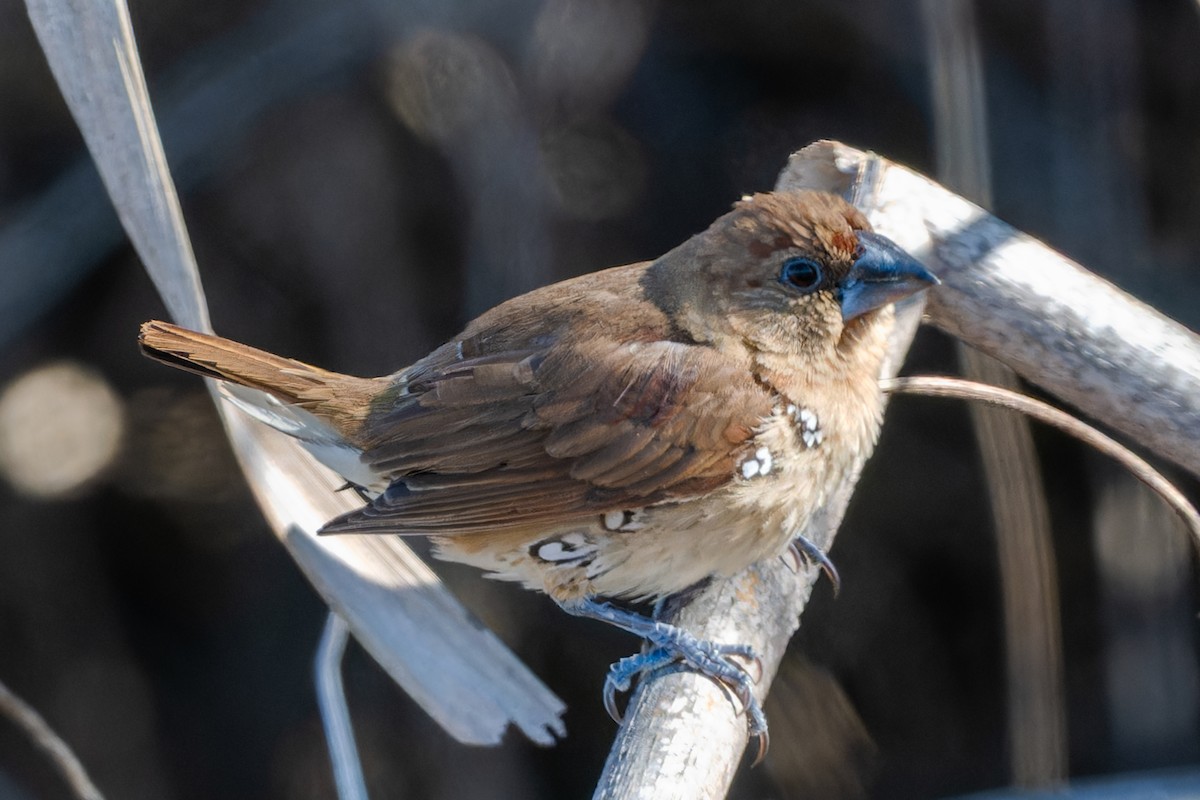 Scaly-breasted Munia - ML646758673