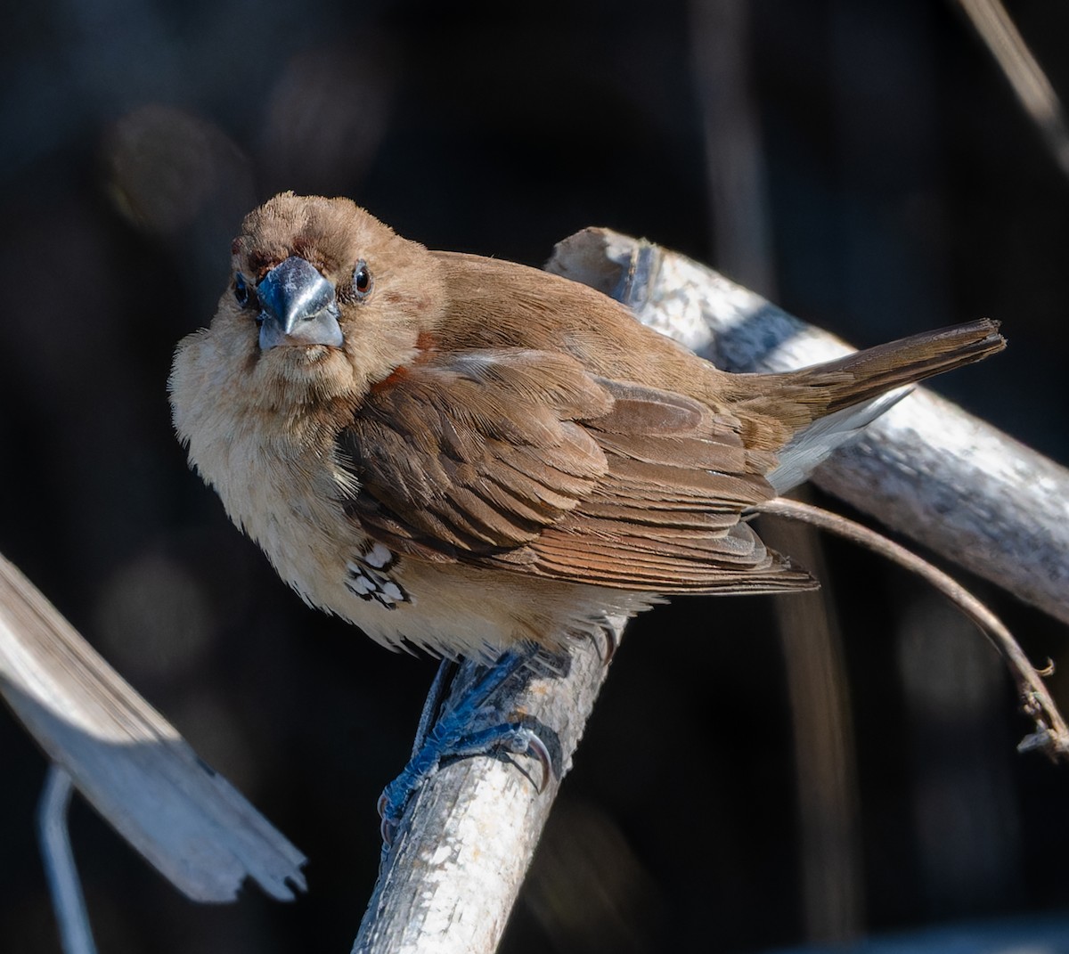 Scaly-breasted Munia - ML646758674