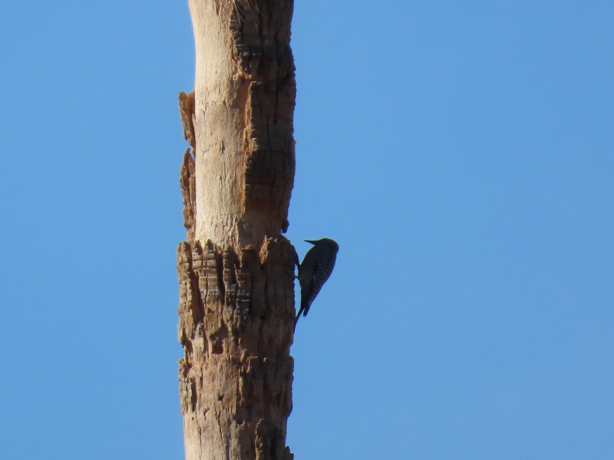 Gila Woodpecker - ML646758675