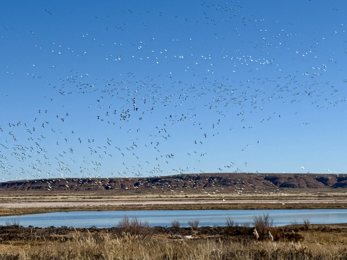 Цасны галуу - ML646758677