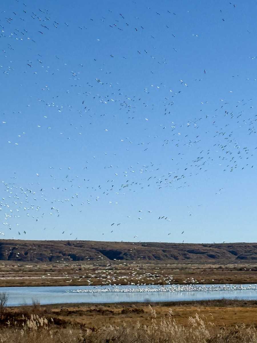 Цасны галуу - ML646758678