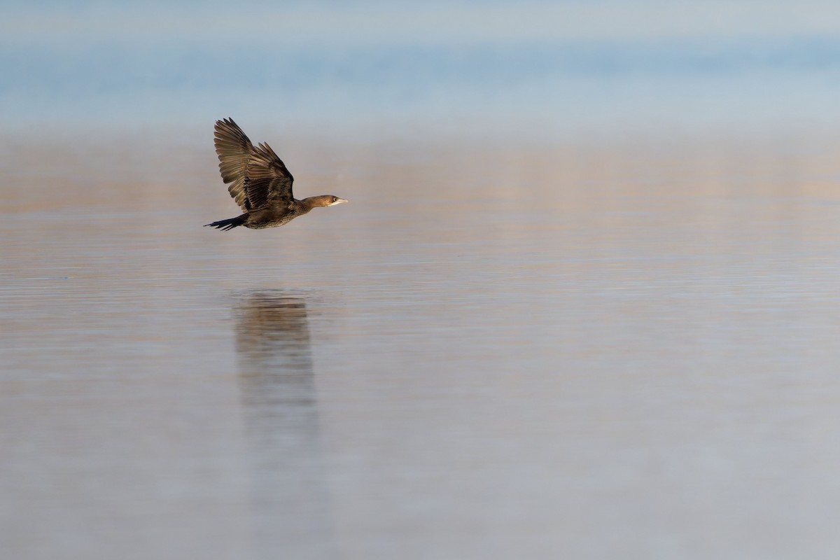 Pygmy Cormorant - ML646758679