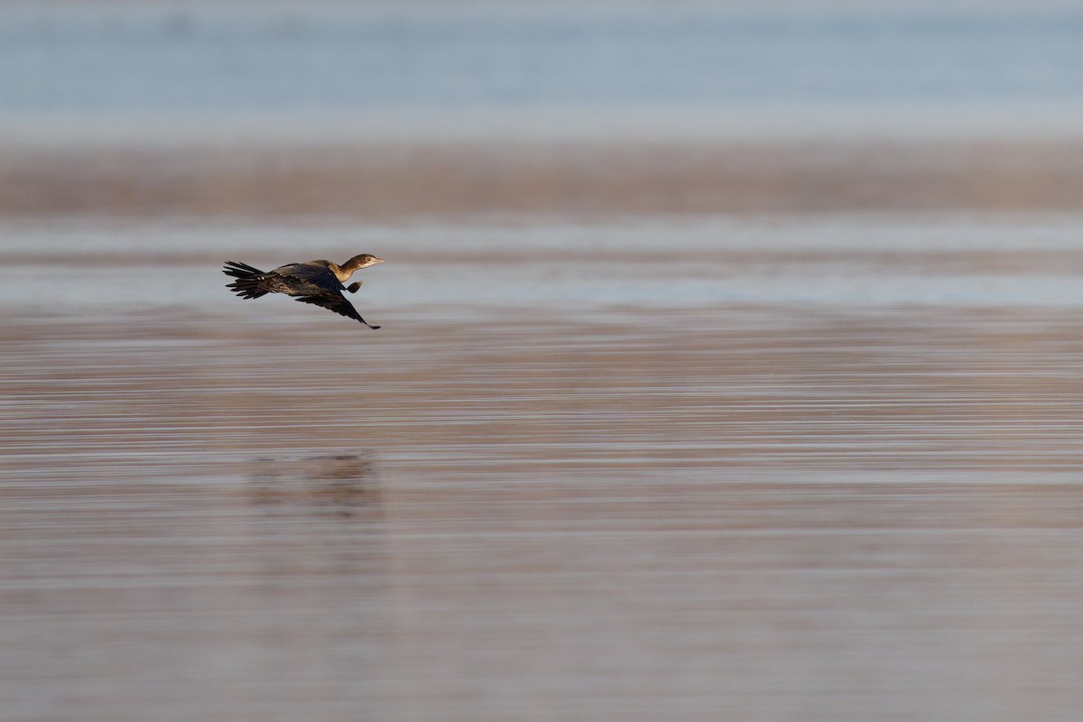 Pygmy Cormorant - ML646758681