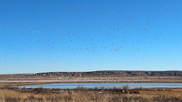 Schneegans - ML646758683