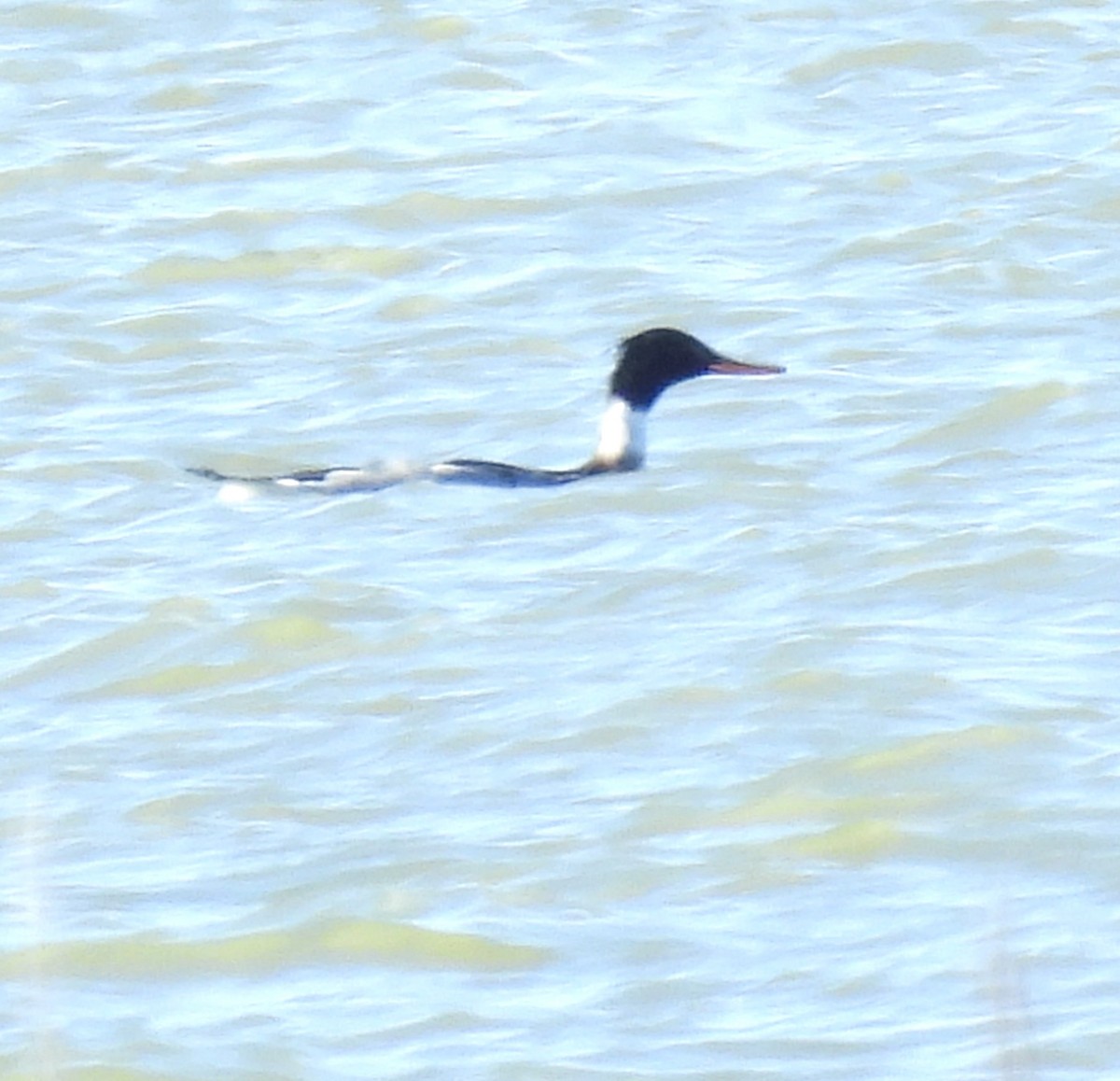 Serreta Mediana - ML646758689