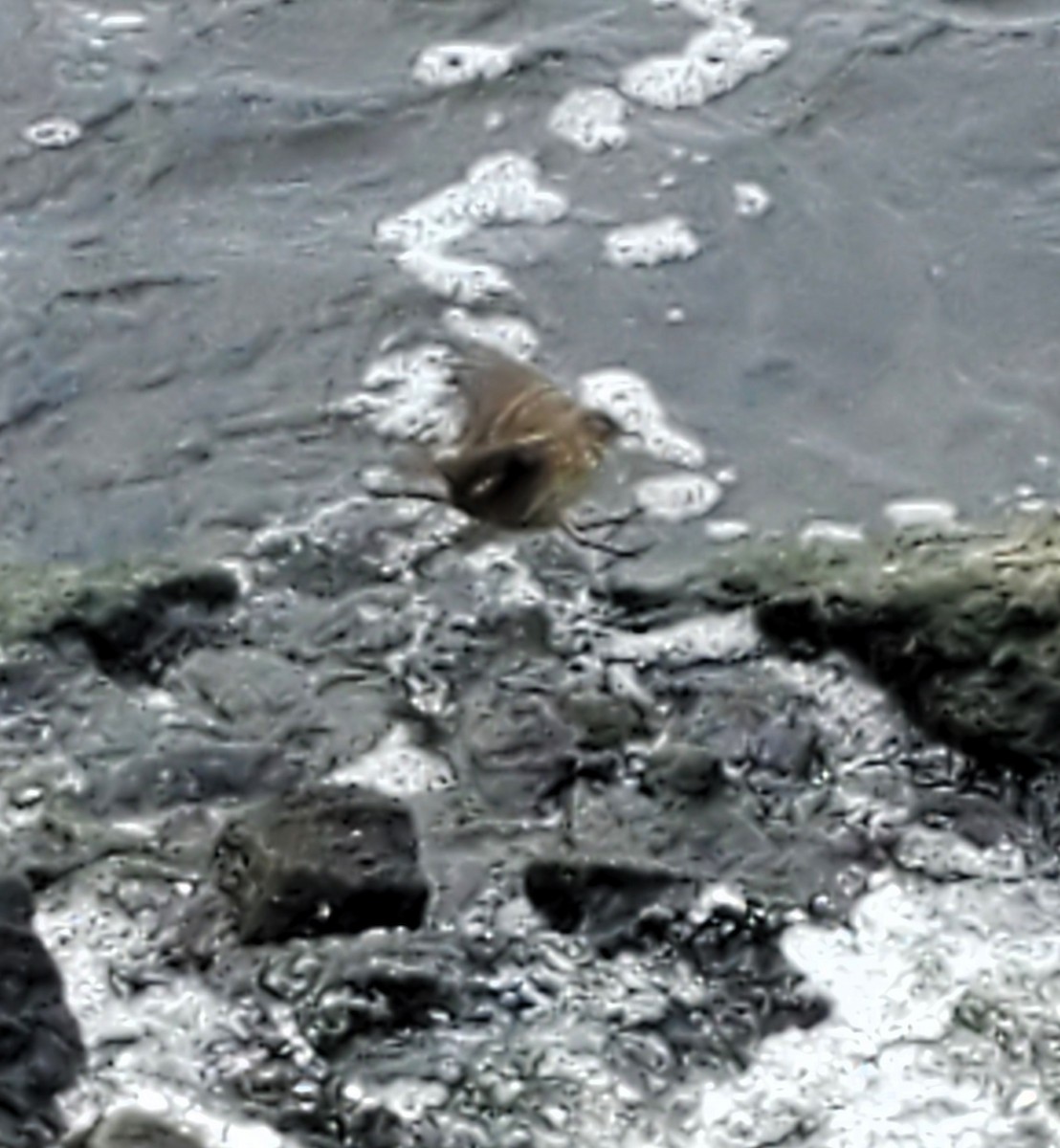 American Pipit - ML646758691